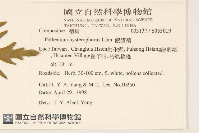 銀膠菊藏品圖，第5張