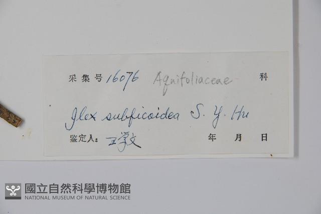 擬榕葉冬青藏品圖，第2張