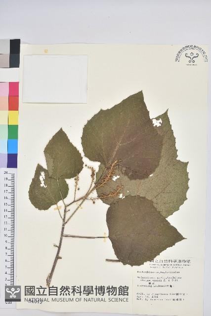 蟲屎藏品圖，第1張