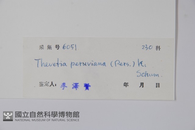 黃花夾竹桃藏品圖，第2張