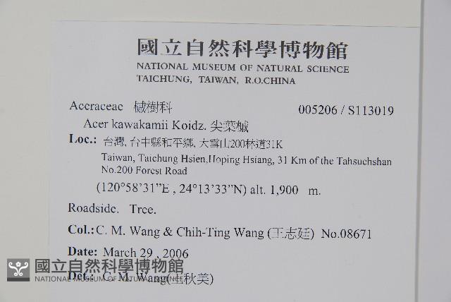 尖葉槭藏品圖，第2張