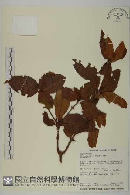 草珊瑚、紅果金粟蘭藏品圖，第1張