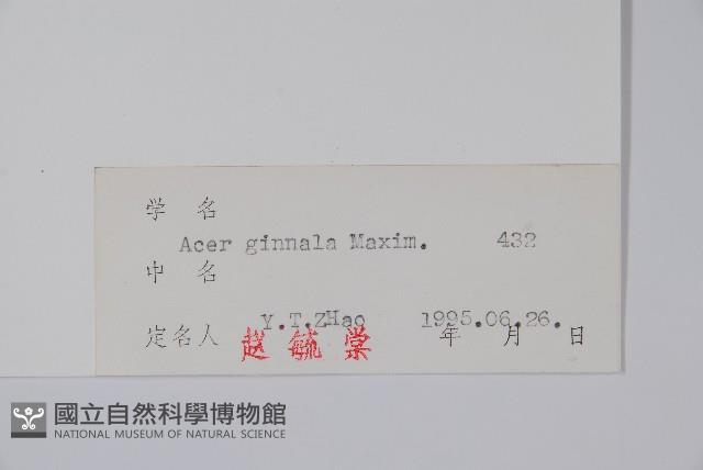 華北茶條槭藏品圖，第2張