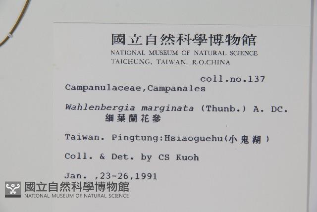 細葉蘭花參藏品圖，第2張