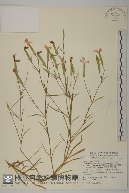 玉山石竹藏品圖，第4張