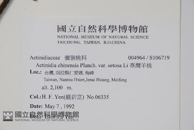 臺灣羊桃藏品圖，第2張