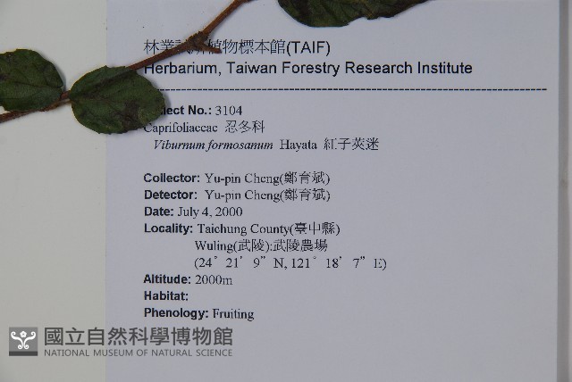 紅子莢迷藏品圖，第2張