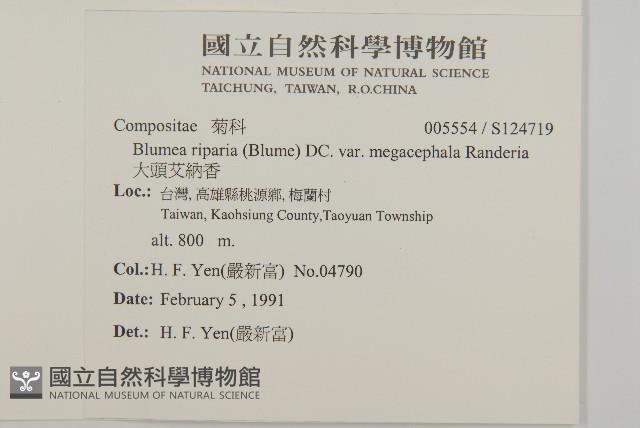 大頭艾納香藏品圖，第2張