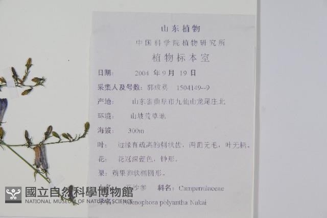 石沙參藏品圖，第2張