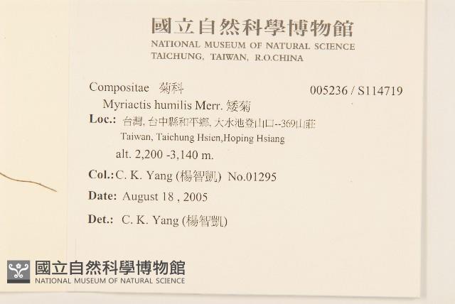 矮菊藏品圖，第2張