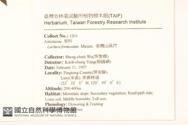 臺灣山苦苣藏品圖，第2張