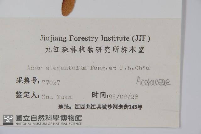 秀麗槭藏品圖，第2張