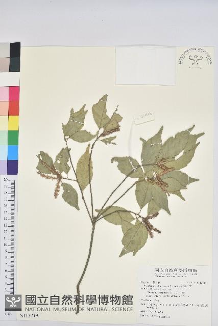 油葉石櫟藏品圖，第1張