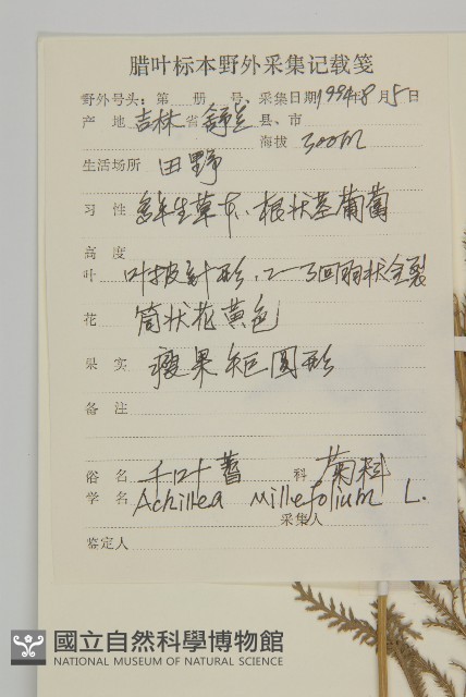 洋蓍草、千葉蓍藏品圖，第2張