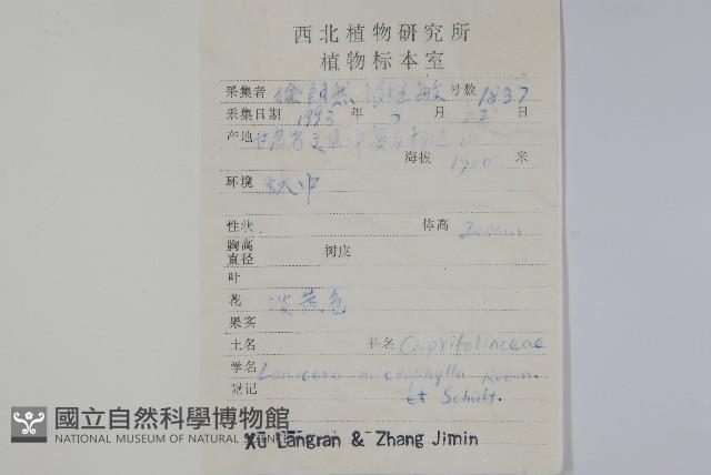 小葉忍冬藏品圖，第2張