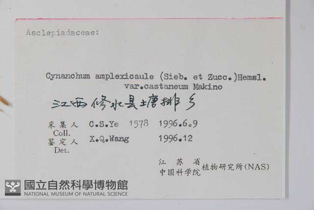 紫花合掌消藏品圖，第2張