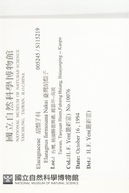 臺灣胡頹子藏品圖，第2張