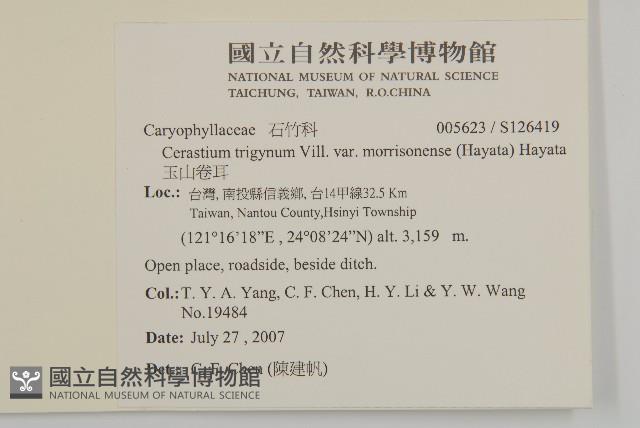 玉山卷耳藏品圖，第2張