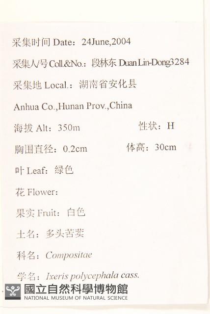 多頭苦菜、野剪刀股藏品圖，第2張