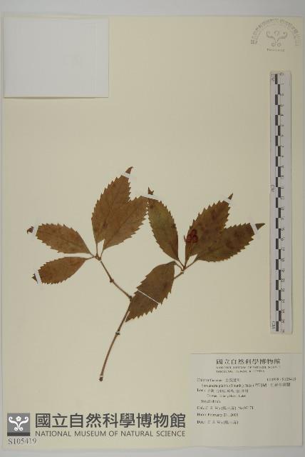 草珊瑚、紅果金粟蘭藏品圖，第1張