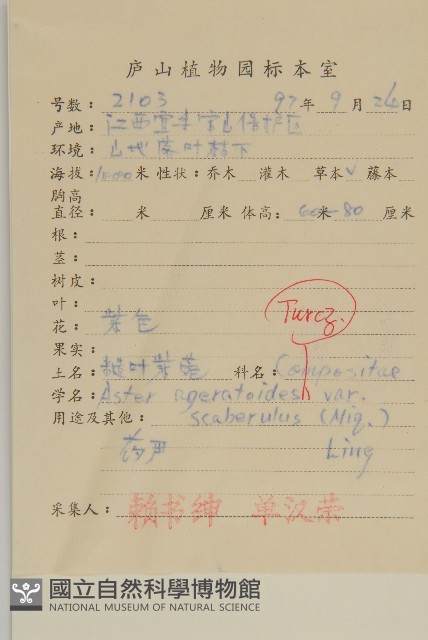 微糙三脈紫菀藏品圖，第2張