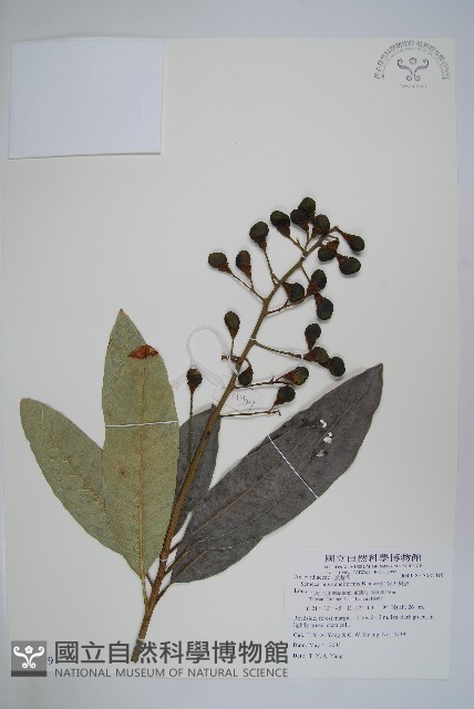鈍葉大果漆, 小葉大果漆藏品圖，第1張