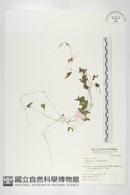 黑果馬交兒藏品圖，第1張