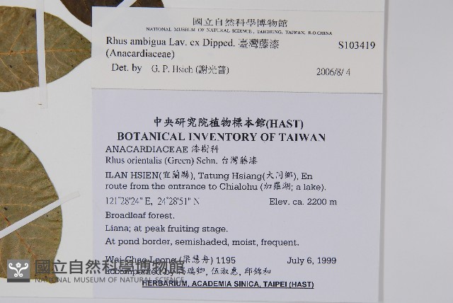 臺灣藤漆藏品圖，第2張