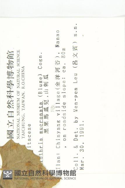 黑果馬交兒藏品圖，第2張