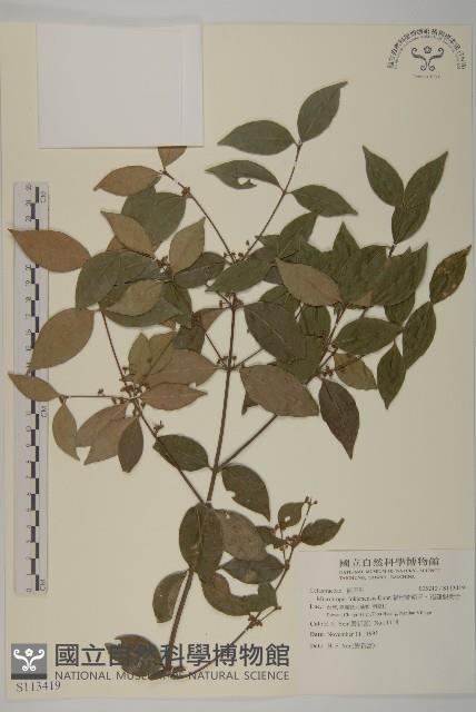 福建賽衛矛、福建假衛矛藏品圖，第1張