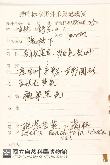 抱莖苦菜藏品圖，第2張