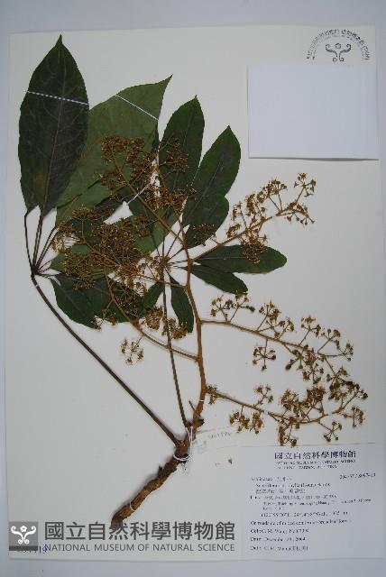 鵝掌柴、江某、鴨腳樹藏品圖，第1張