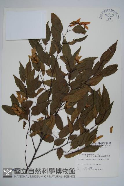 阿里山千金榆藏品圖，第1張