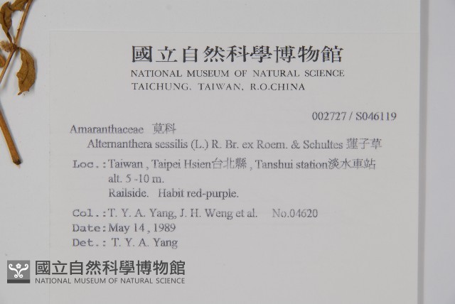 蓮子草藏品圖，第2張