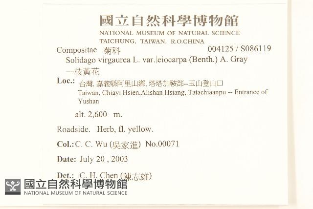 一枝黃花藏品圖，第2張