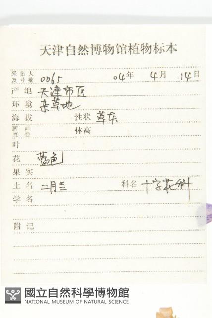 諸葛菜藏品圖，第2張