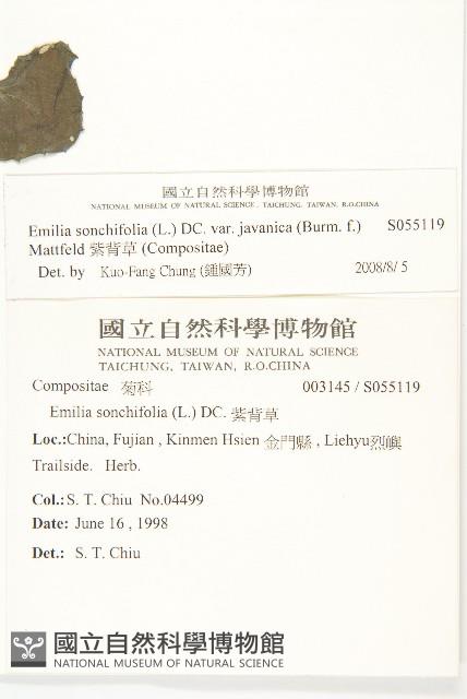 紫背草藏品圖，第2張