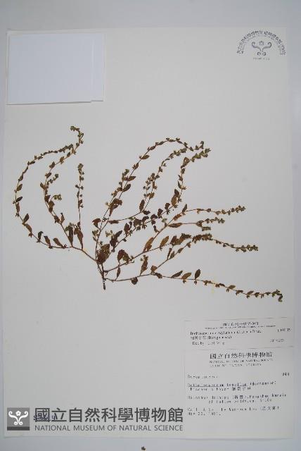 細纍子草藏品圖，第1張