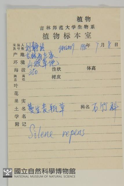 匍生蠅子草藏品圖，第2張