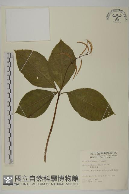 臺灣及己藏品圖，第1張