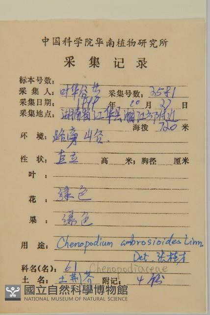 臭杏、土荊芥藏品圖，第2張