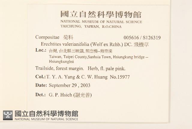 飛機草藏品圖，第2張