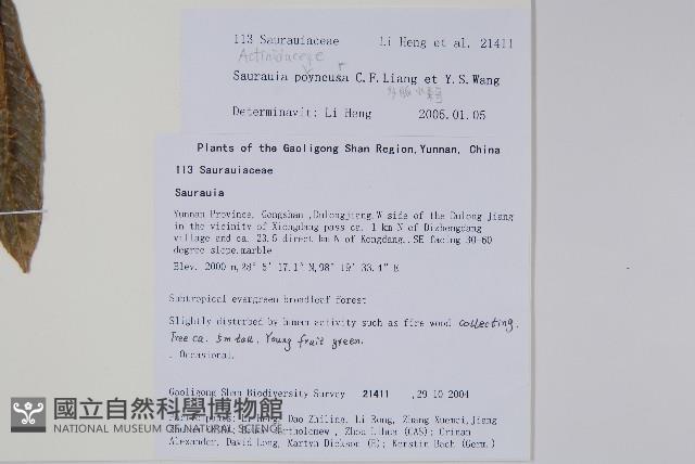 多脈水冬瓜藏品圖，第2張