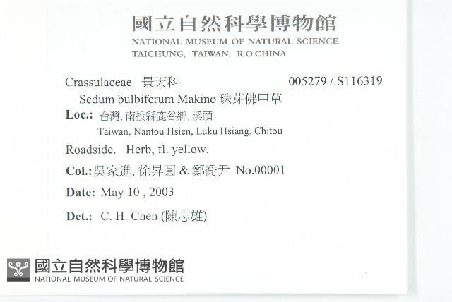 珠芽佛甲草藏品圖，第2張