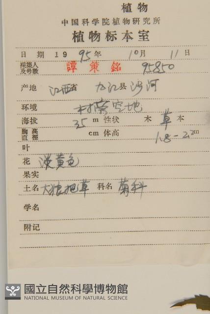 大狼把草藏品圖，第2張