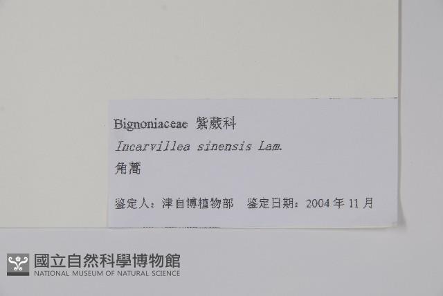 角蒿藏品圖，第2張