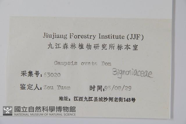 梓樹藏品圖，第2張