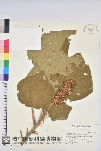 野桐藏品圖，第1張