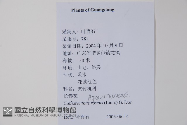 長春花藏品圖，第2張