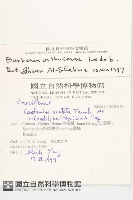 山芥菜藏品圖，第2張